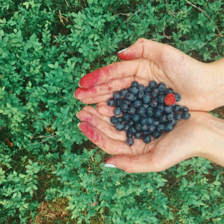 Berry Symphony: Farm-Style Juicy Assortment