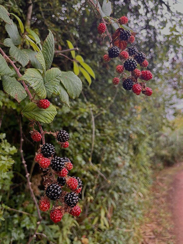 Nature's Palette: Rustic Berry Harvest Collection