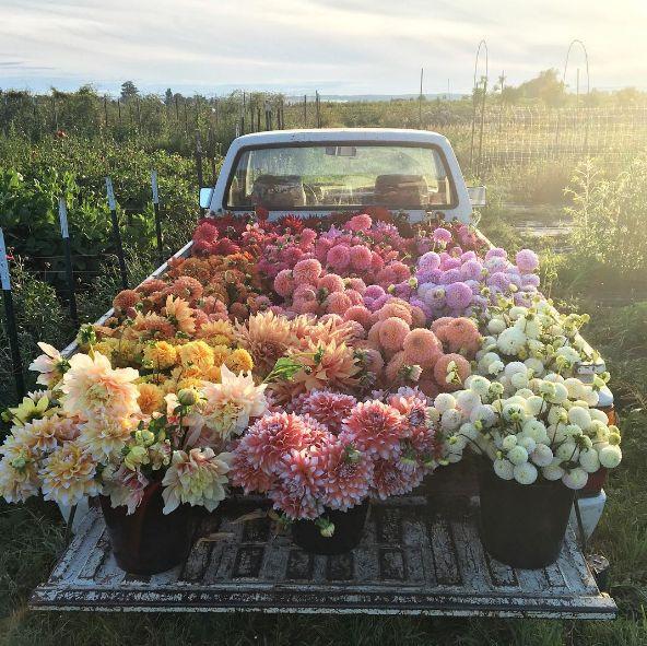 Celestial Blossom Voyage: Ethereal Array